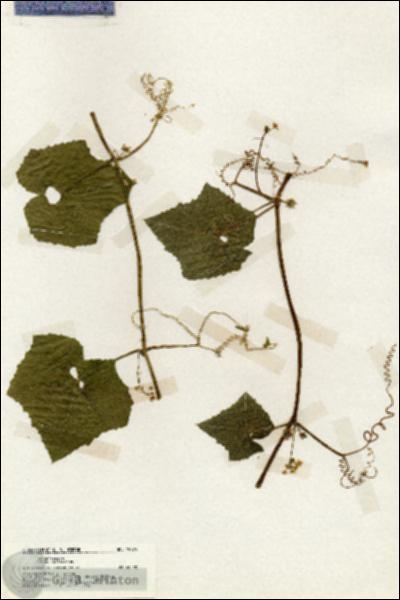 URN_catalog_HBHinton_herbarium_19775.jpg.jpg