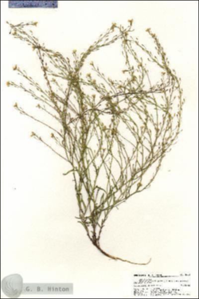 URN_catalog_HBHinton_herbarium_20490.jpg.jpg