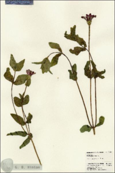 URN_catalog_HBHinton_herbarium_24431.jpg.jpg