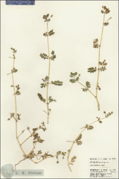 URN_catalog_HBHinton_herbarium_23038.jpg.jpg