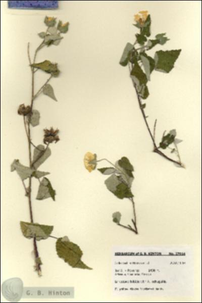 URN_catalog_HBHinton_herbarium_27814.jpg.jpg