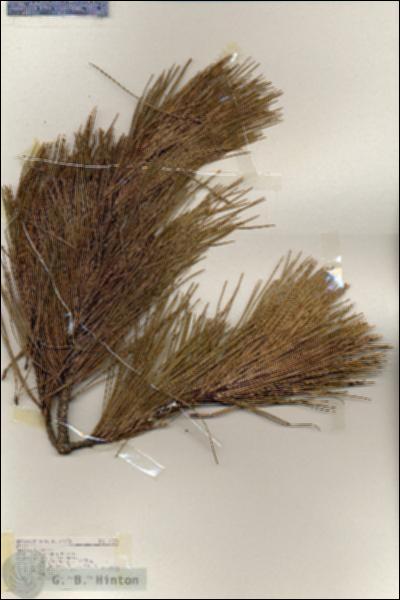 URN_catalog_HBHinton_herbarium_17276.jpg.jpg