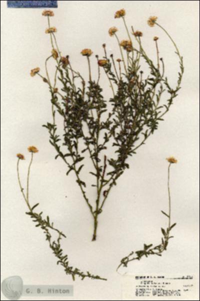 URN_catalog_HBHinton_herbarium_20814.jpg.jpg