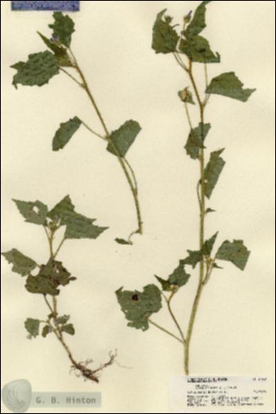 URN_catalog_HBHinton_herbarium_21489.jpg.jpg