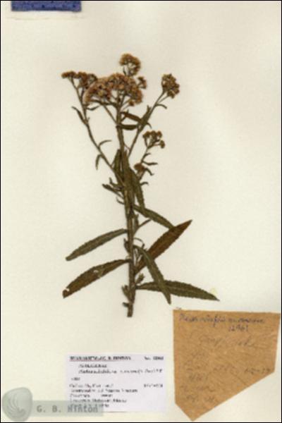 URN_catalog_HBHinton_herbarium_12961.jpg.jpg