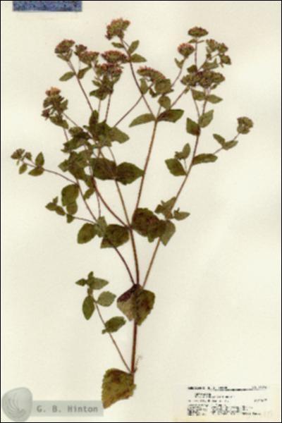 URN_catalog_HBHinton_herbarium_21710.jpg.jpg