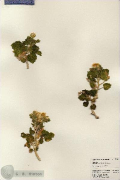 URN_catalog_HBHinton_herbarium_23568.jpg.jpg