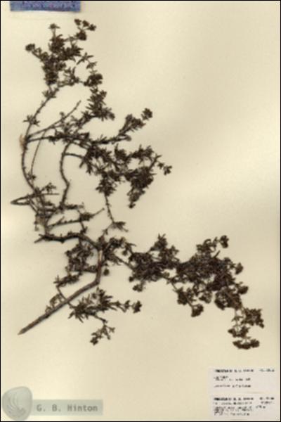 URN_catalog_HBHinton_herbarium_22002.jpg.jpg