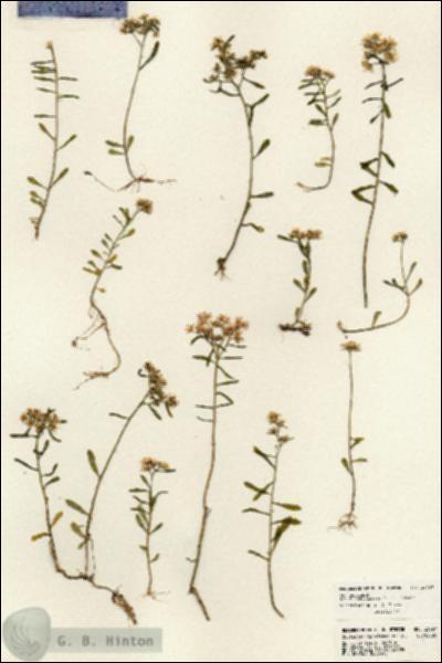 URN_catalog_HBHinton_herbarium_23797.jpg.jpg