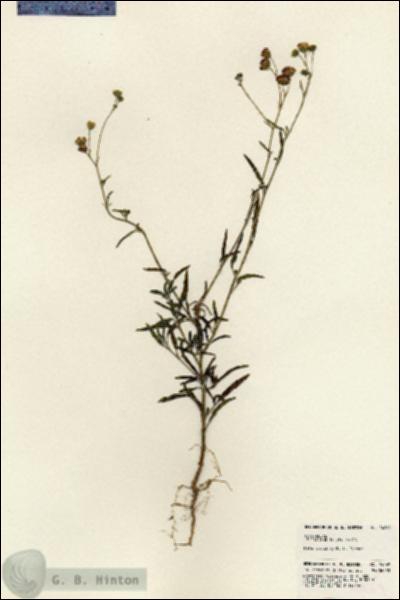URN_catalog_HBHinton_herbarium_24269.jpg.jpg
