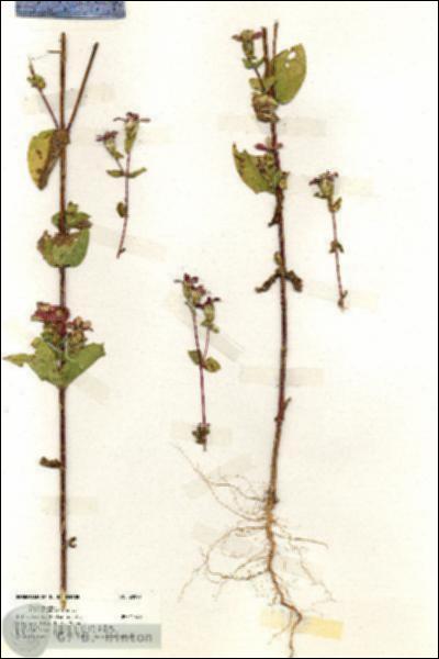 URN_catalog_HBHinton_herbarium_20097.jpg.jpg