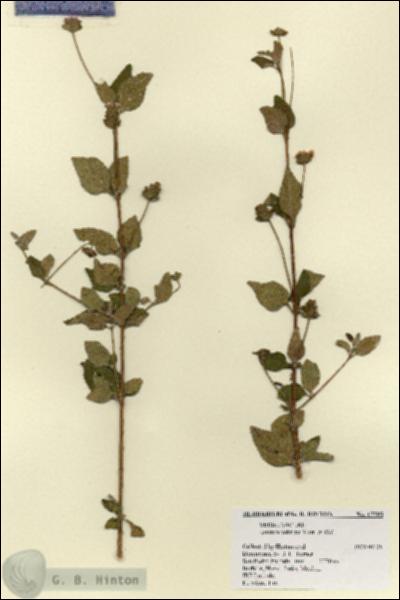 URN_catalog_HBHinton_herbarium_17595.jpg.jpg