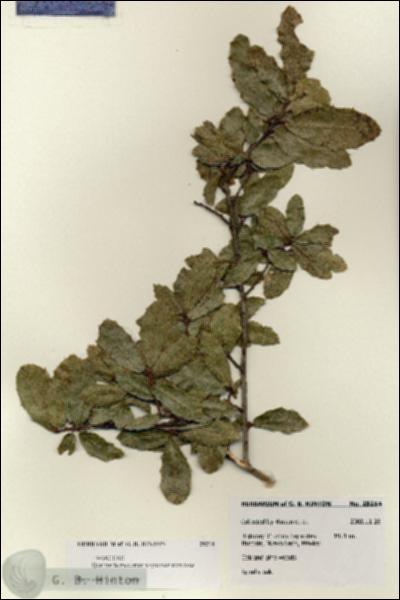 URN_catalog_HBHinton_herbarium_28214.jpg.jpg
