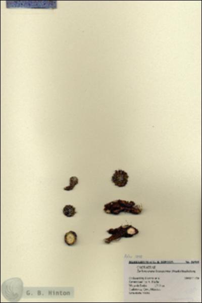URN_catalog_HBHinton_herbarium_26905.jpg.jpg