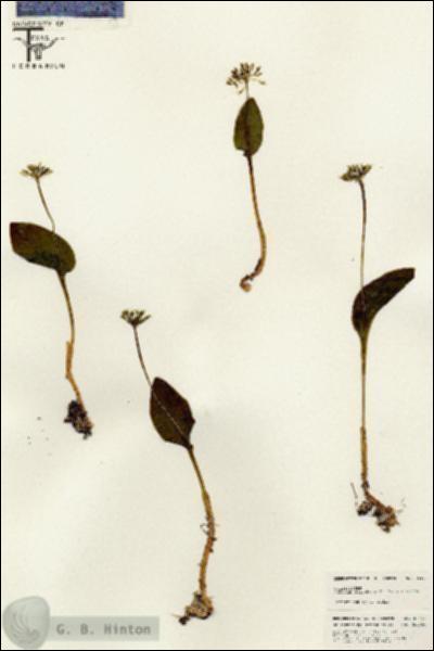 URN_catalog_HBHinton_herbarium_25437.jpg.jpg