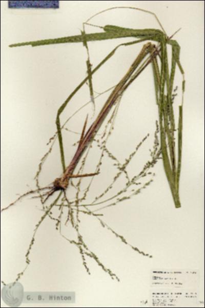URN_catalog_HBHinton_herbarium_24679.jpg.jpg