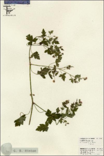 URN_catalog_HBHinton_herbarium_26038.jpg.jpg