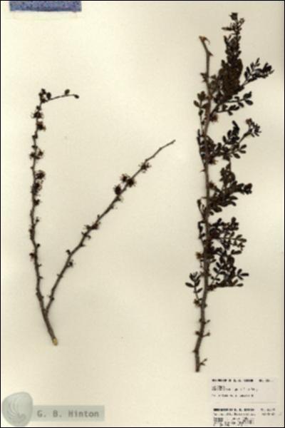 URN_catalog_HBHinton_herbarium_22805.jpg.jpg