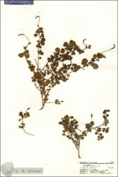 URN_catalog_HBHinton_herbarium_20766.jpg.jpg