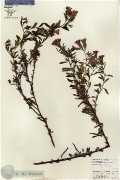 URN_catalog_HBHinton_herbarium_26807.jpg.jpg