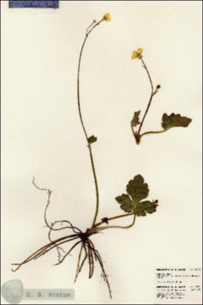 URN_catalog_HBHinton_herbarium_24012.jpg.jpg