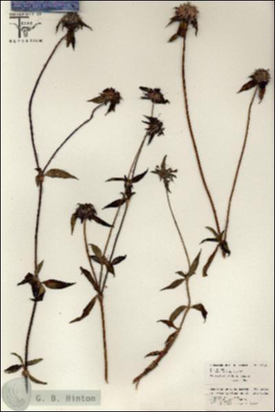 URN_catalog_HBHinton_herbarium_26322.jpg.jpg