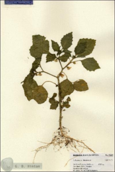 URN_catalog_HBHinton_herbarium_27055.jpg.jpg
