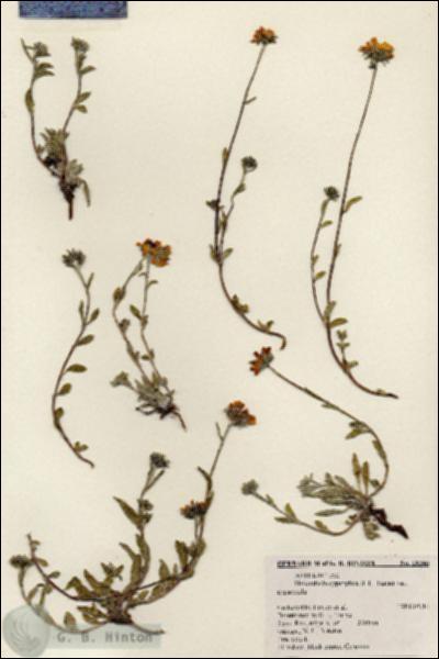 URN_catalog_HBHinton_herbarium_18246.jpg.jpg