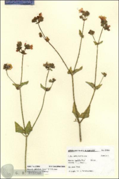 URN_catalog_HBHinton_herbarium_27590.jpg.jpg