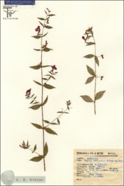 URN_catalog_HBHinton_herbarium_9863.jpg.jpg