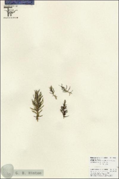 URN_catalog_HBHinton_herbarium_25883.jpg.jpg
