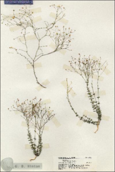 URN_catalog_HBHinton_herbarium_20155.jpg.jpg