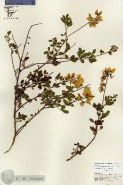 URN_catalog_HBHinton_herbarium_26728.jpg.jpg