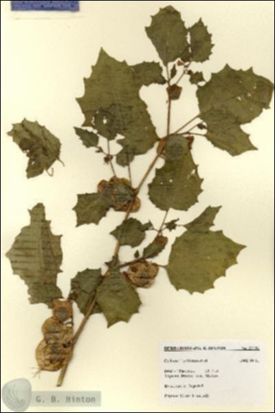 URN_catalog_HBHinton_herbarium_27781.jpg.jpg
