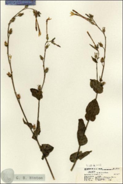 URN_catalog_HBHinton_herbarium_21672.jpg.jpg