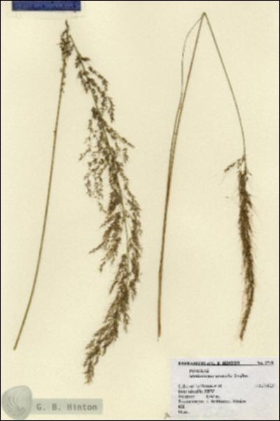URN_catalog_HBHinton_herbarium_2719.jpg.jpg
