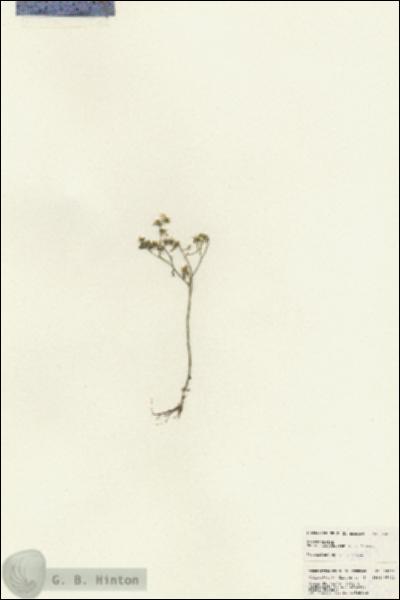 URN_catalog_HBHinton_herbarium_25053.jpg.jpg