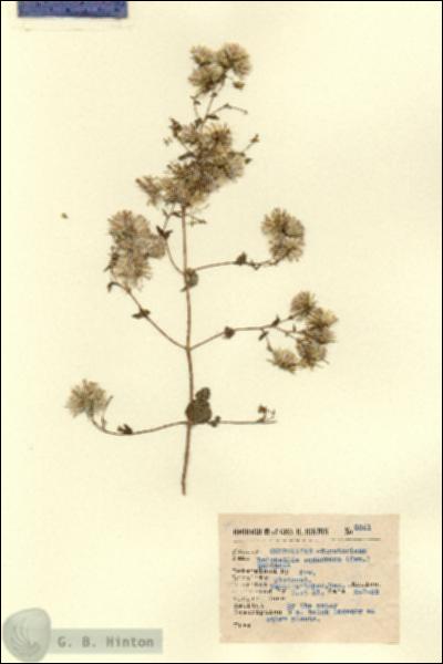URN_catalog_HBHinton_herbarium_3351.jpg.jpg