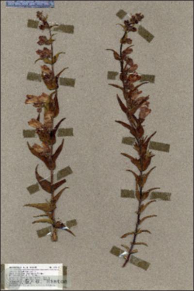 URN_catalog_HBHinton_herbarium_17579.jpg.jpg