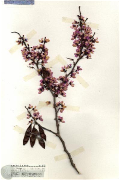 URN_catalog_HBHinton_herbarium_20133.jpg.jpg