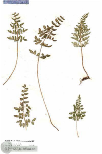 URN_catalog_HBHinton_herbarium_19687.jpg.jpg
