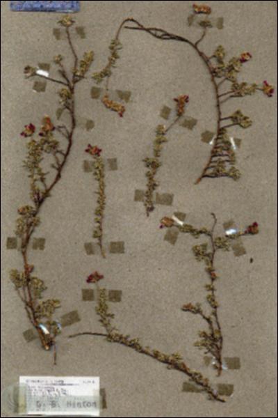 URN_catalog_HBHinton_herbarium_19111.jpg.jpg