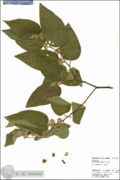 URN_catalog_HBHinton_herbarium_24125.jpg.jpg
