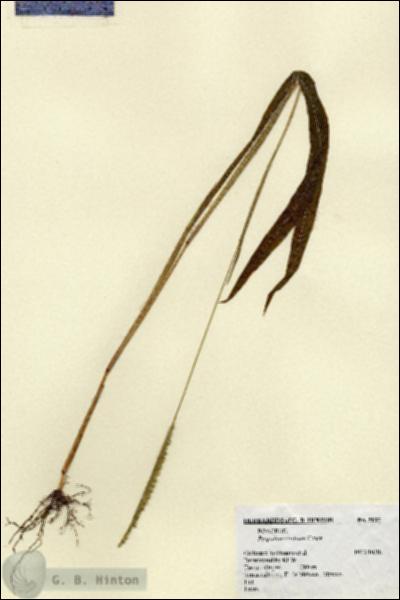 URN_catalog_HBHinton_herbarium_5017.jpg.jpg