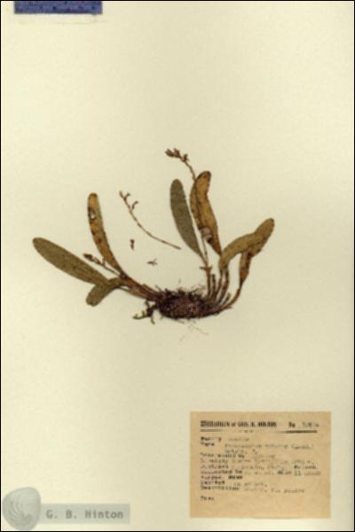 URN_catalog_HBHinton_herbarium_12674.jpg.jpg