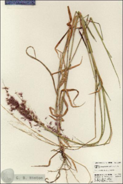 URN_catalog_HBHinton_herbarium_23989.jpg.jpg