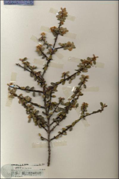URN_catalog_HBHinton_herbarium_20154.jpg.jpg