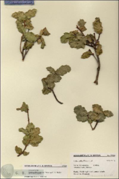 URN_catalog_HBHinton_herbarium_27539.jpg.jpg
