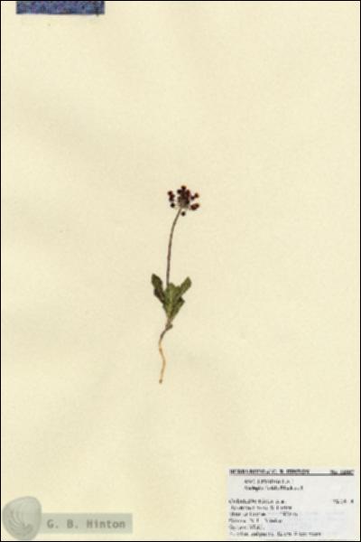 URN_catalog_HBHinton_herbarium_21887.jpg.jpg