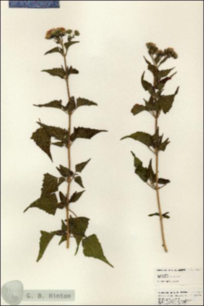 URN_catalog_HBHinton_herbarium_24977.jpg.jpg